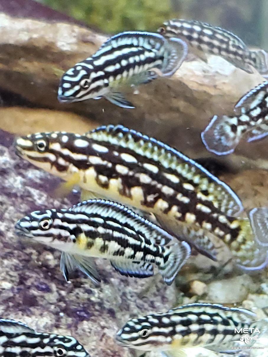Julidochromis Marlieri Adult and Young