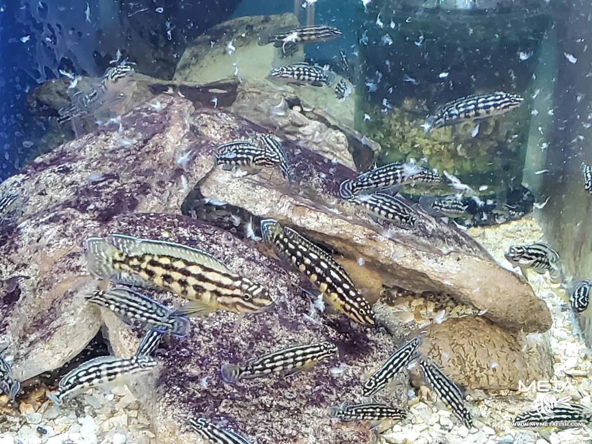 Julidochromis Marlieri Colony Feeding
