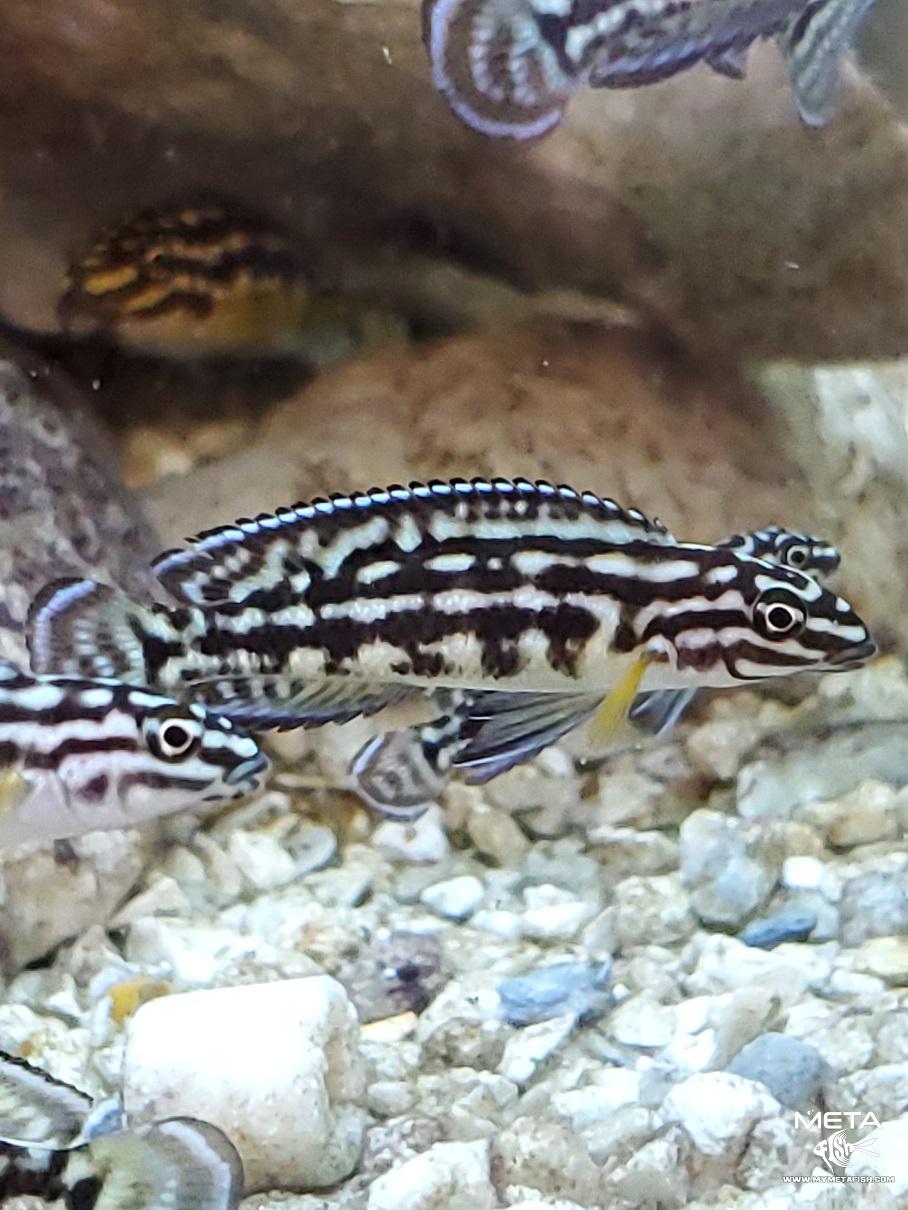 Julidochromis Marlieri Juvenille