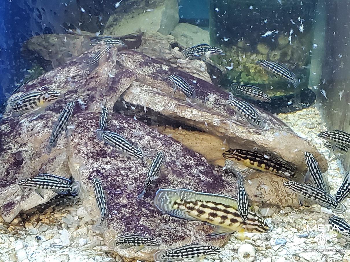 Julidochromis Marlieri for sale