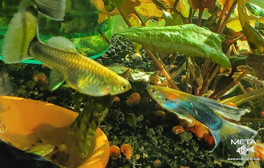 Blue IFGA Delta Tail Guppies (1)