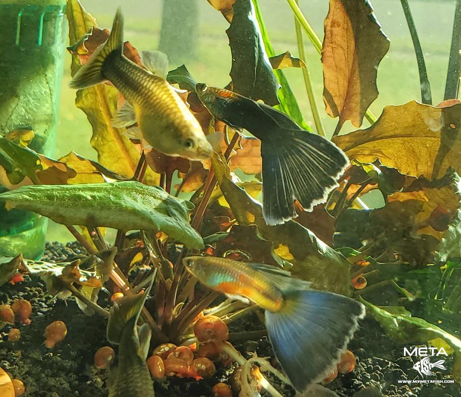 Blue IFGA Delta Tail Guppies (2)