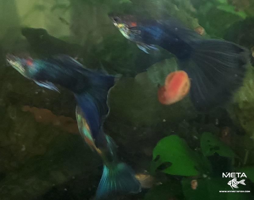 Blue IFGA Delta Tail Guppies (4)