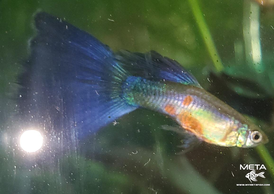 Blue IFGA Delta Tail Guppies (5)