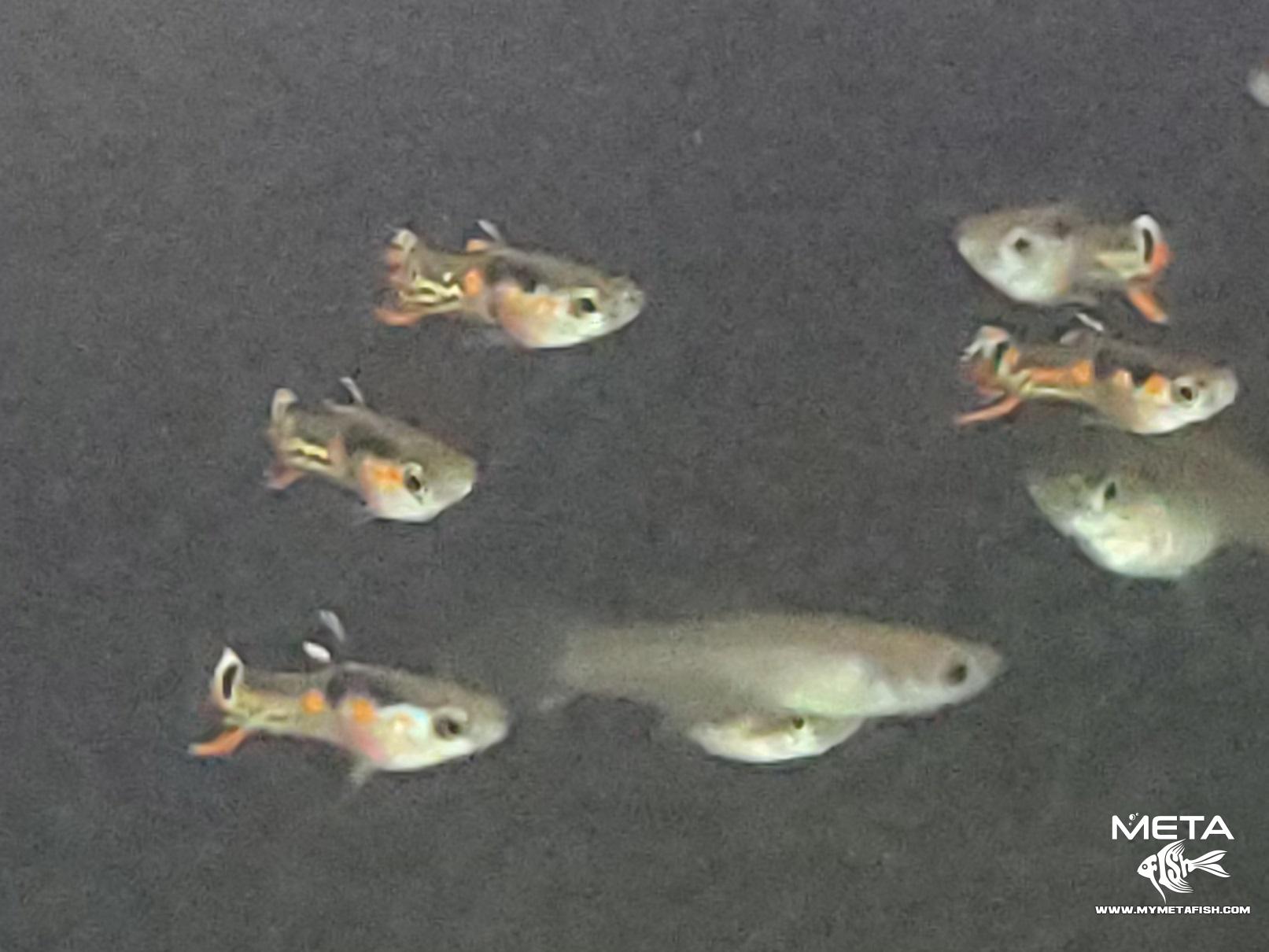 Snakeskin Orchid Endler Aquarium Fish