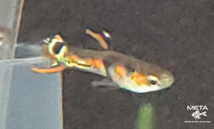 Snakeskin Orchid Endler Male