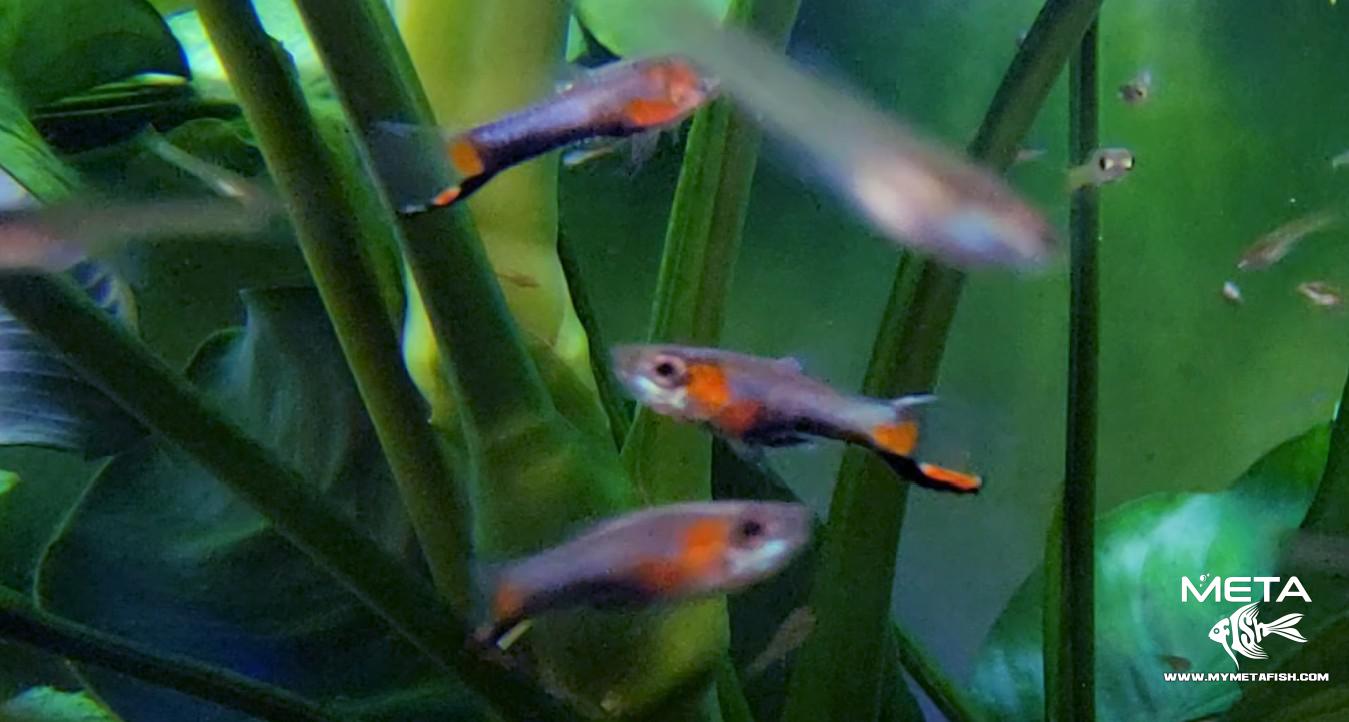 French Blue Star Endler For Sale Adults