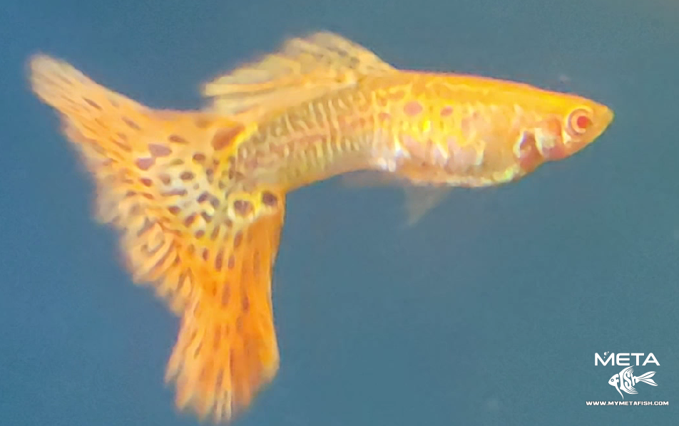 Albino Galaxy Guppies