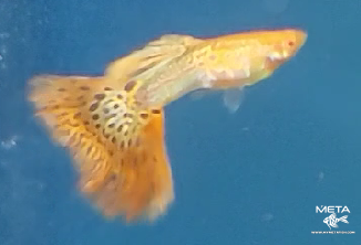 Albino Galaxy Guppy Our Albino Galaxy Guppies for sale