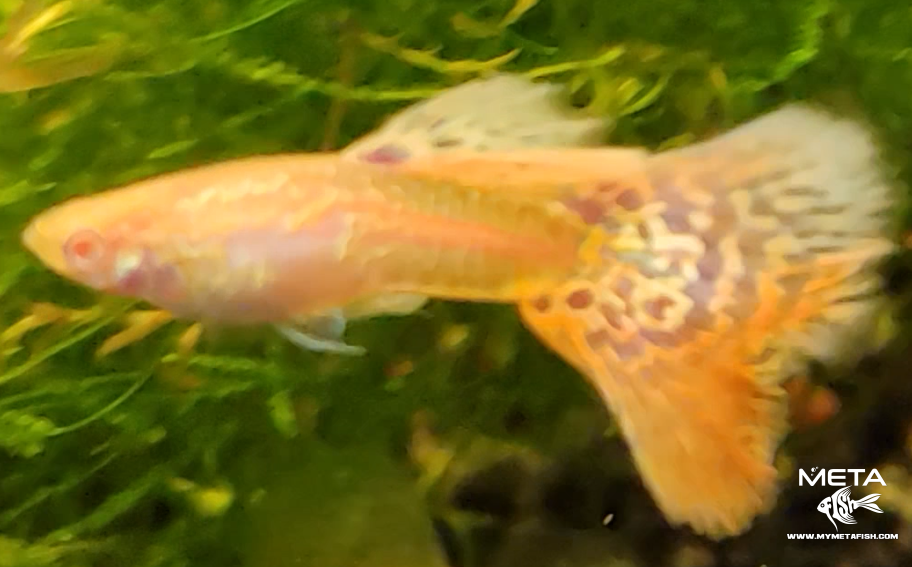 Galaxy Guppies Albino mymetafish